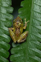 A shrub frog (Philautus sp.) on fern leaves in a tropical forest in Central Java, Indonesia.