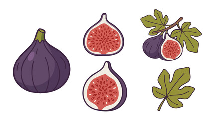 Fig Fruit Illustration Set with Whole Fruit and Halves
