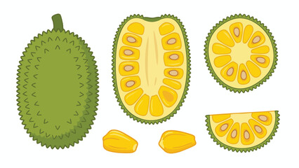 Jackfruit Illustration Set with Whole Fruit, Halves, Slices and Flesh