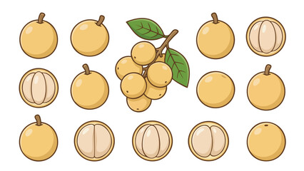 Langsat Fruit Illustration Set with Whole, Cluster and Peeled Segments