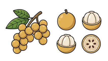 Langsat Fruit Illustration Set with Cluster, Whole and Cut Views