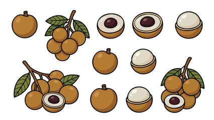 Longan Fruit Illustration Set with Whole, Peeled and Seed