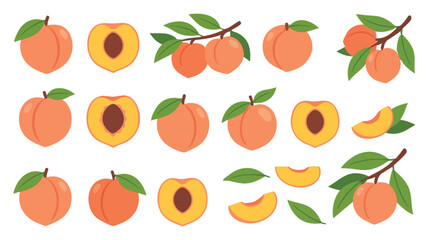 Peach Illustration Set with Whole Fruit, Half, Slice, Leaves and Branch