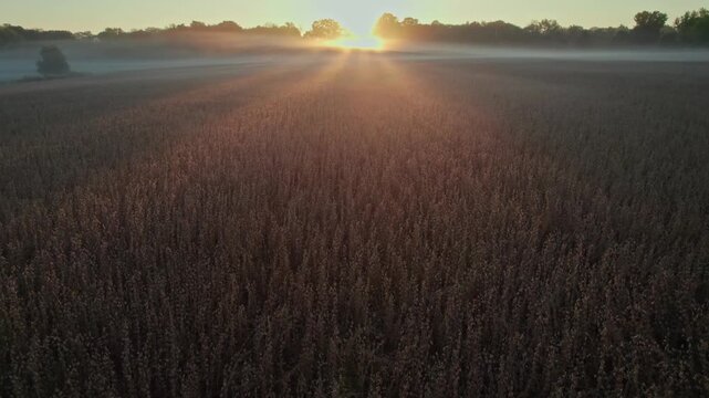 Low aerial over a soybean field during a colorful sunrise