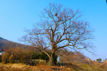 A huge tree under the blue sky