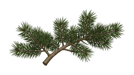 Green pine branch with needles extends horizontally, showcasing its vibrant evergreen foliage and detailed woody texture, perfect for seasonal designs.