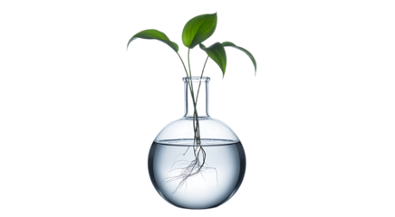 Green plant sprout with visible root system in a clear glass science flask isolated on white background. 
