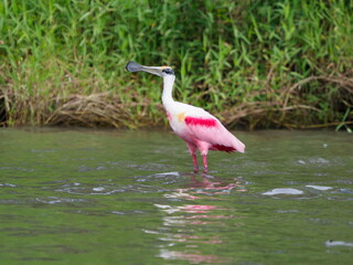 Roseate spoonbill in the water
