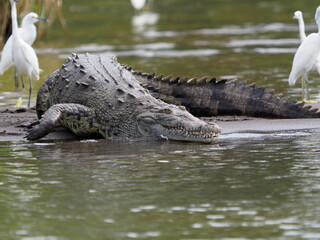 American crocodile in Costa Rica