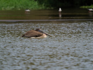Brown pelican in the water
