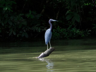 Little Blue Heron on branch