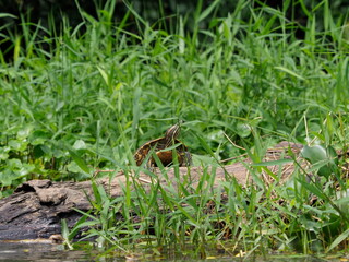 River turtle on the riverbank