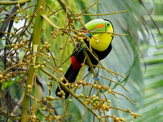 Keel-billed toucan on a branch