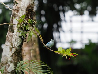 Blue grey tanager on branch