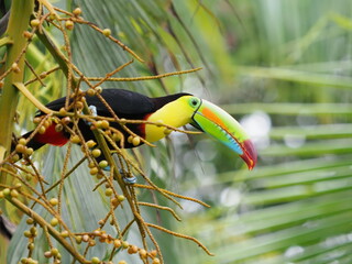Keel-billed toucan © Jennifer de Montfort