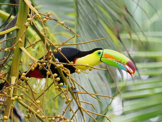Keel-billed toucan © Jennifer de Montfort
