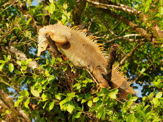 Green iguana