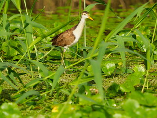 Jacana birds walking on aquatic plants