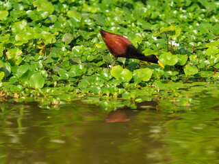 Jacana birds walking on aquatic plants