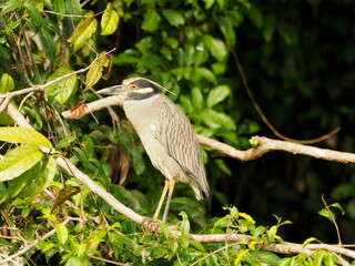 Yellow crowned night heron
