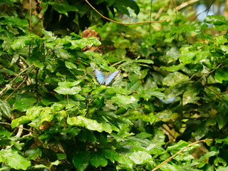 Blue Morpho butterfly in rainforest
