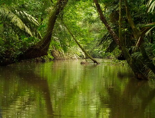 River in the Tortuguero National Park