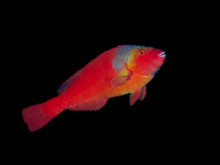 Female Mediterranean parrot fish