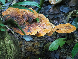 Orange tropical fungus in rainforest