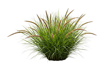 Ornamental grass with feathery seed heads stands vibrantly green, showcasing its lush foliage and delicate plumes under natural sunlight.