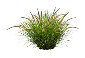 Ornamental grass with feathery seed heads stands vibrantly green, showcasing its lush foliage and delicate plumes under natural sunlight.