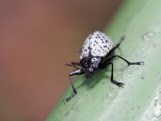 Black and white tortoise beetle