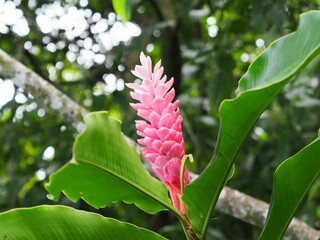 Pink ginger flower