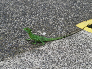 Green Basilisk lizard on the path