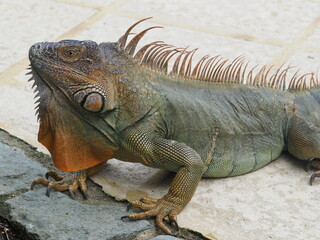 Green iguana in Costa Rica