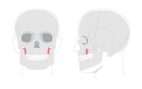 Levator anguli oris - Human facial muscle elevating the corner of the mouth, essential for smiling and facial expression, shown in detailed anatomy chart for medical education and reference.