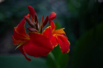 Nature Park Collection featuring Red Canna Lilies, Pond Turtles, Murky Water Reflections, and Weathered Tree Bark Textures.