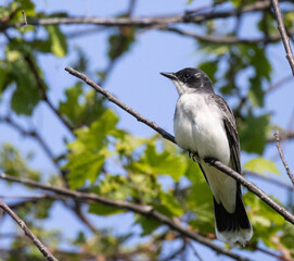 Obraz premium Eastern Kingbird Perched on Tree Branch Against Blue Sky