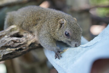 タイワンリスへの餌やり体験