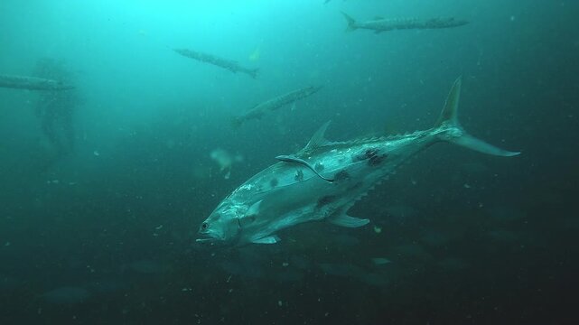 A queenfish Scomberoides commersonnianus with a dark flank spot glides past the camera in blue water. Shot at Sail Rock, famous dive site in Thailand near Koh Samui, Koh Tao and Koh Phangan.