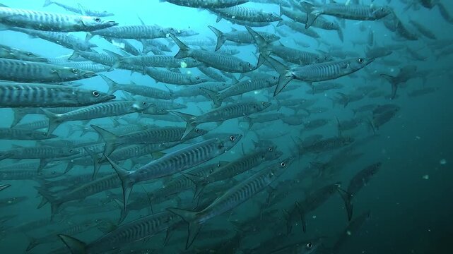 Large school of barracudas cruises along a reef wall, seen from behind during an underwater tracking shot. Silvery bodies align and flow together in blue water. Filmed at Sail Rock, renowned dive site