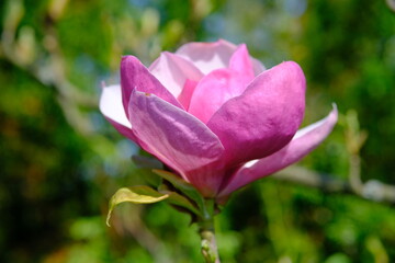 pink magnolia blossom
