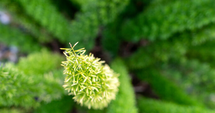 This plant is a Foxtail Fern (Asparagus densiflorus 'Myersii'), known for its dense, fluffy, upright, bright green, needle-like stems. It is a popular ornamental houseplant. - Powered by Adobe