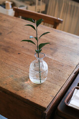 Green plant in transparent vase with natural light on wooden table. Aesthetic minimal home interior decor.
