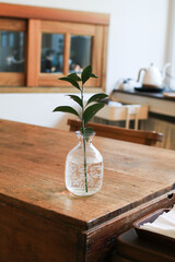 Green plant in transparent vase with natural light on wooden table. Aesthetic minimal home interior decor.
