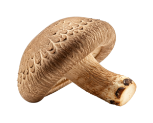 Single fresh shiitake mushroom, showcasing its distinctive textured brown cap and sturdy stem, captured with intricate detail and rich earthy tones.
