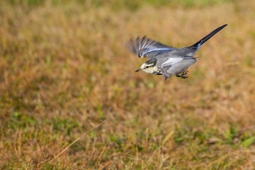 餌をゲットしようと飛び回るハクセキレイ幼鳥