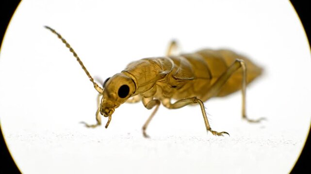 cricket insect close-up golden brown bug macro photography.