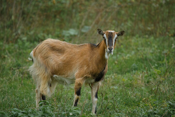 Obraz premium Goat standing on green pasture looking at camera