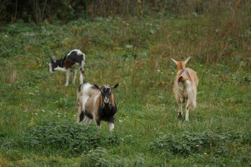 Obraz premium Goats grazing in green pastureland during autumn