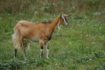 Fototapeta premium Brown domestic goat standing in green pasture